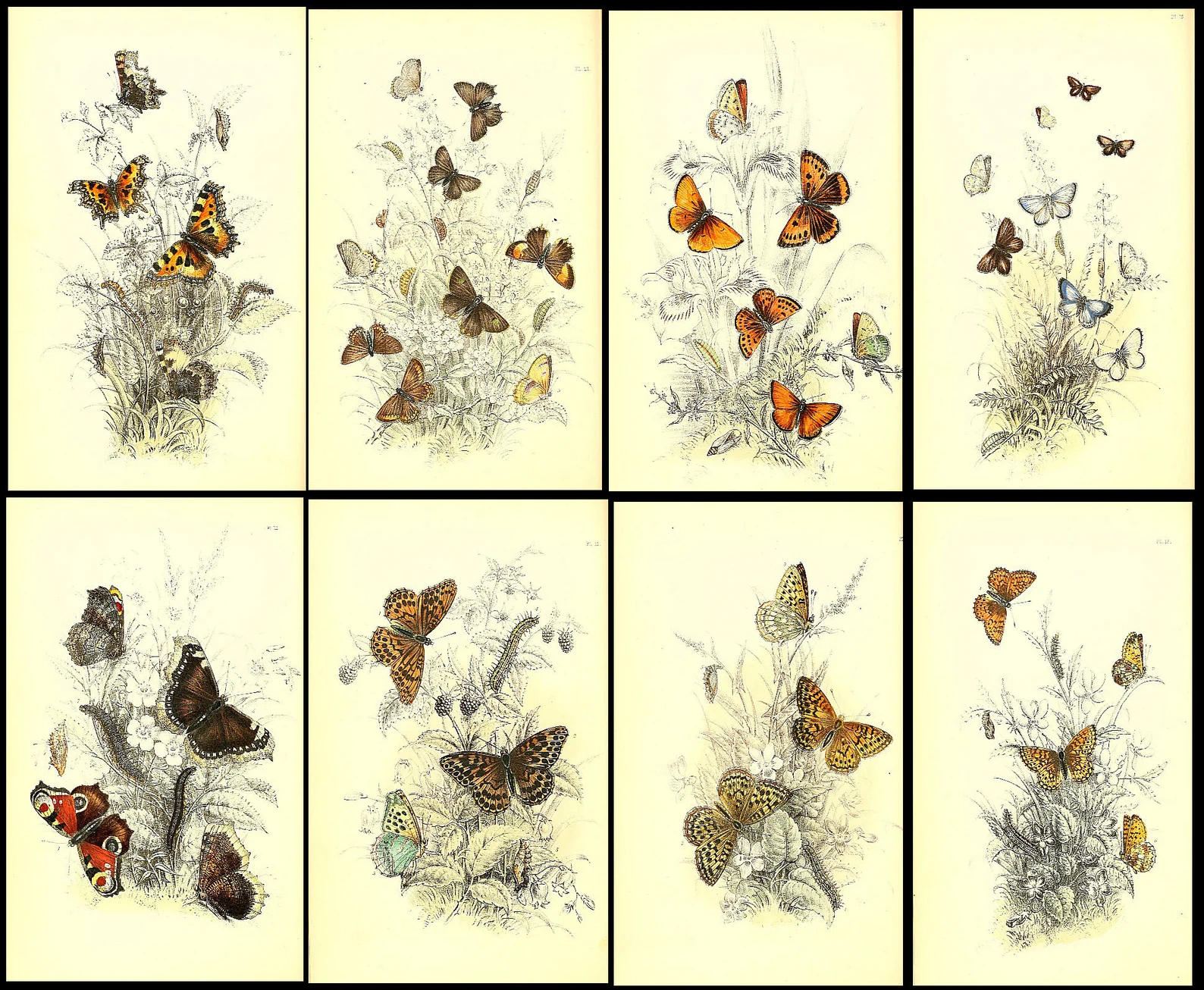 1,500 Vintage Insect Illustrations — Digital Collection - Image 7