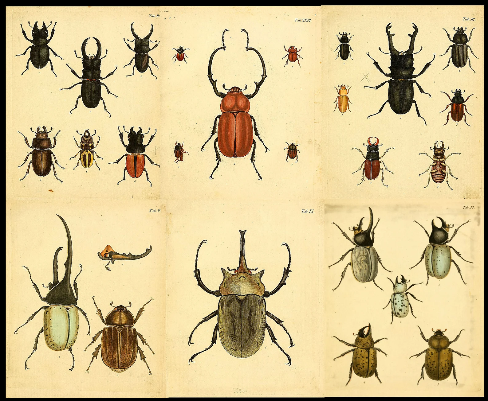 1,500 Vintage Insect Illustrations — Digital Collection - Image 6