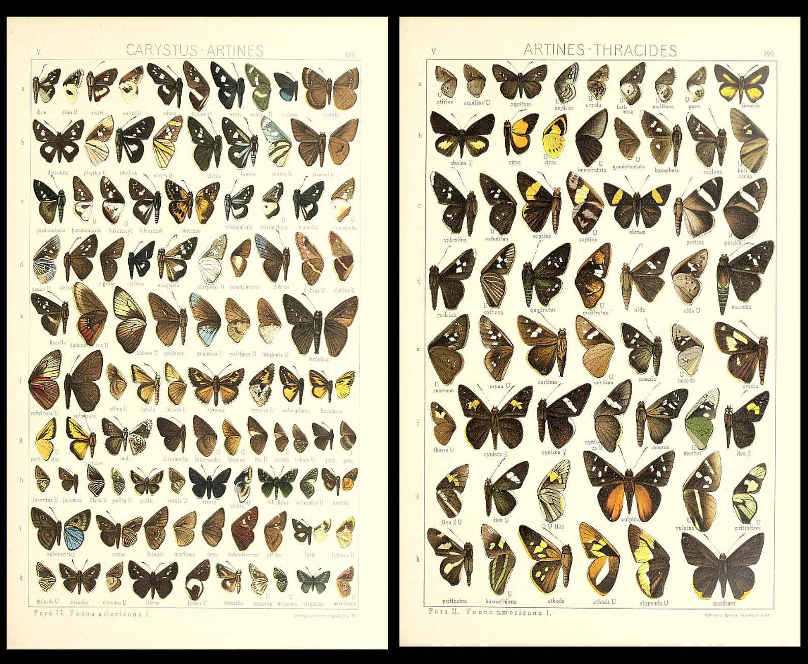 1,500 Vintage Insect Illustrations — Digital Collection - Image 4
