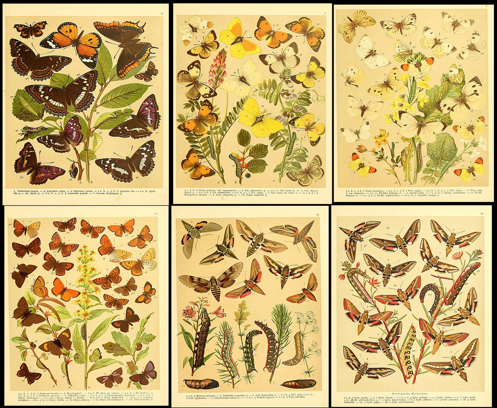 1,500 Vintage Insect Illustrations — Digital Collection - Image 9