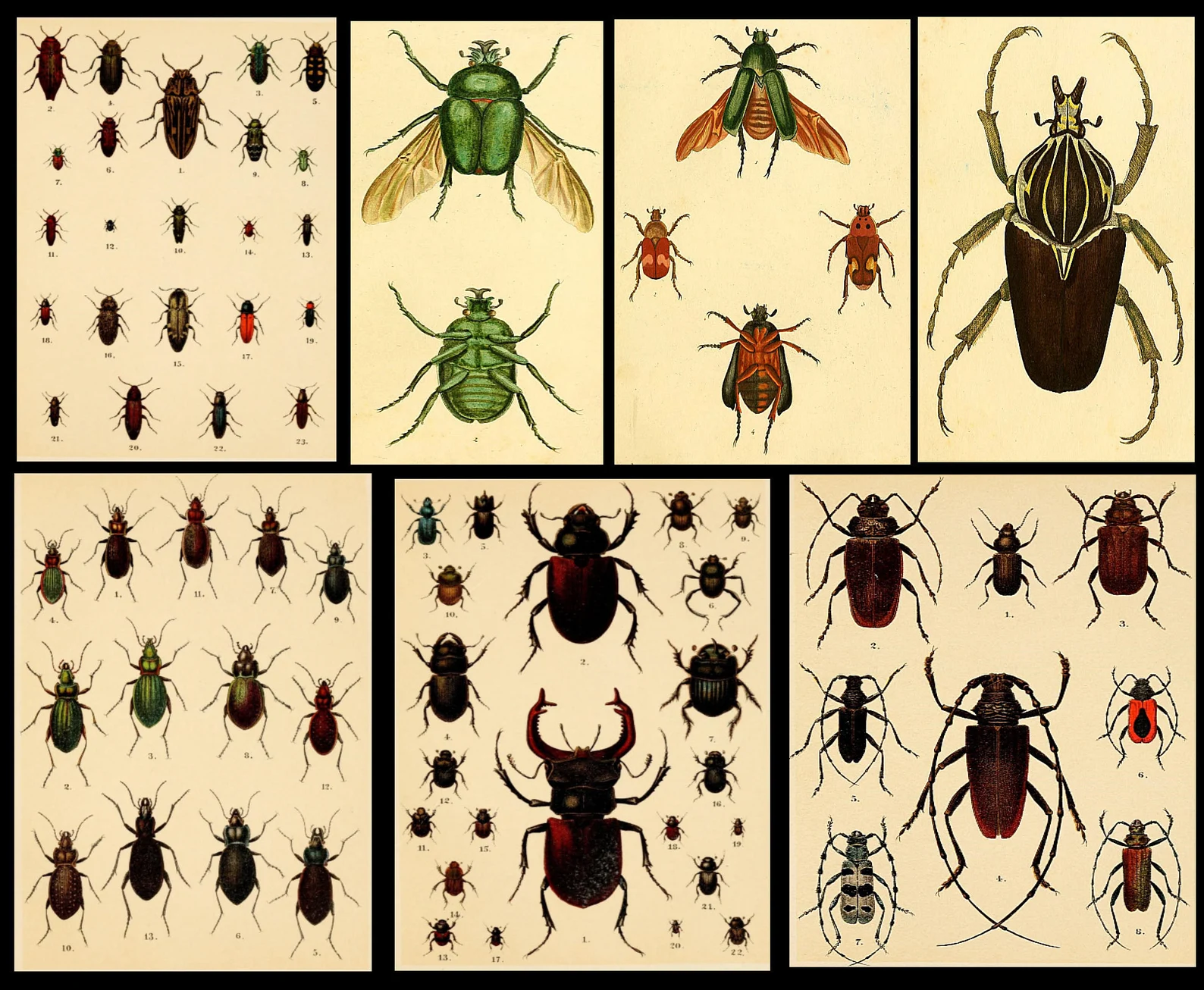 1,500 Vintage Insect Illustrations — Digital Collection - Image 2