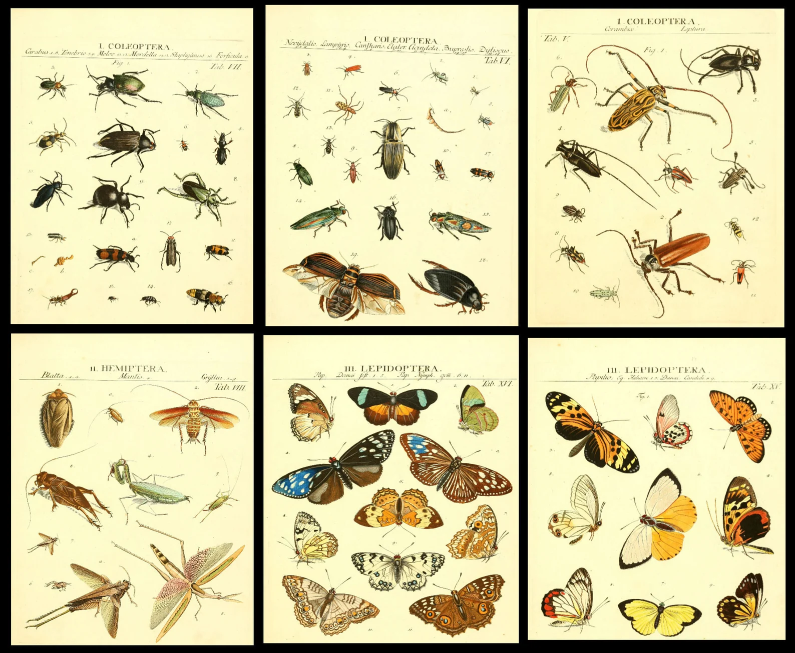 1,500 Vintage Insect Illustrations — Digital Collection - Image 8