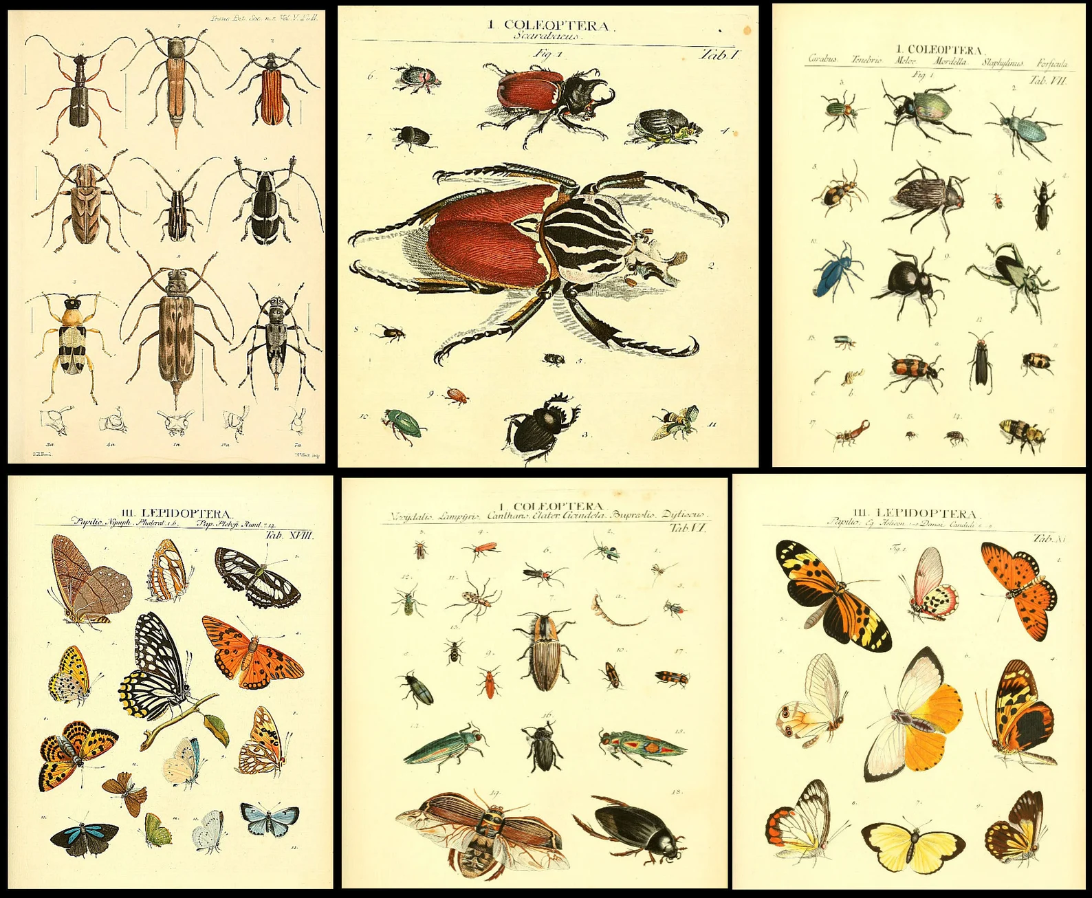1,500 Vintage Insect Illustrations — Digital Collection - Image 10
