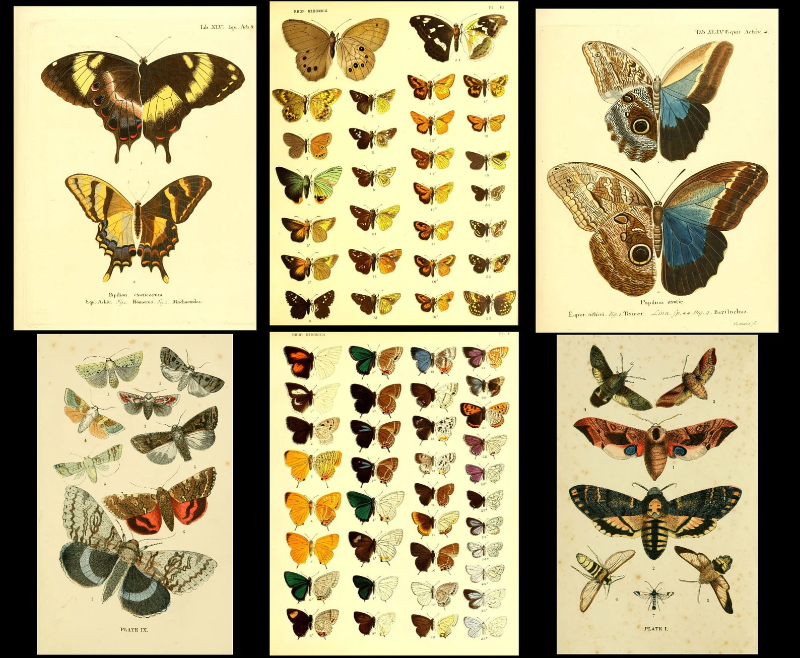 1,500 Vintage Insect Illustrations — Digital Collection - Image 5