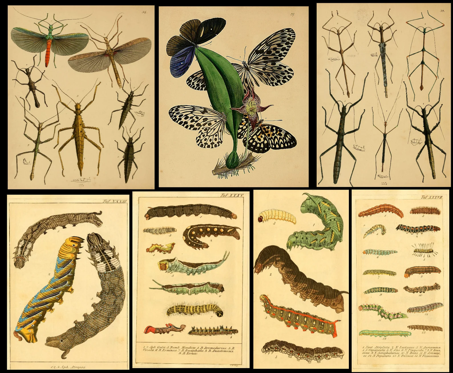 1,500 Vintage Insect Illustrations — Digital Collection - Image 3