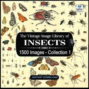 1,500 Vintage Insect Illustrations — Digital Collection