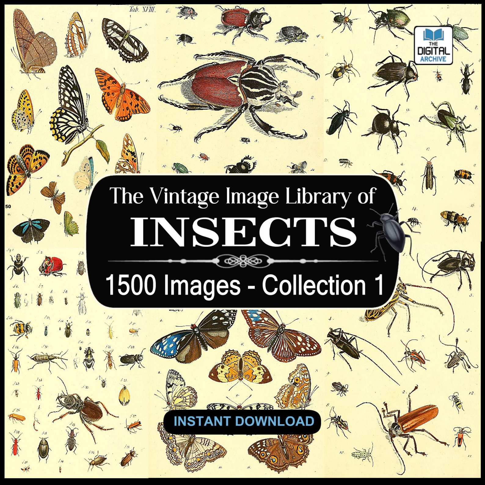1,500 Vintage Insect Illustrations — Digital Collection