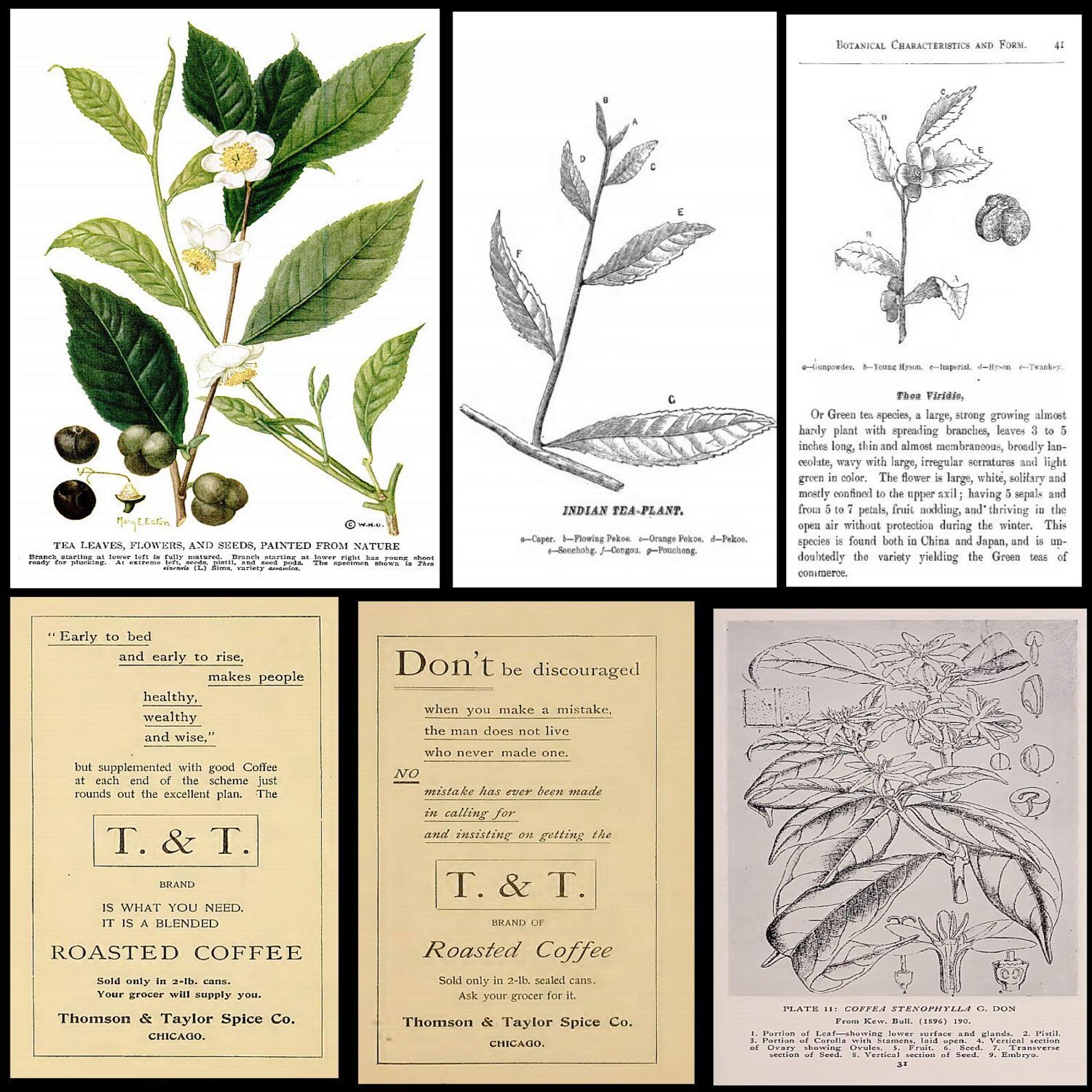52 Vintage Tea & Coffee Books PDF Library – Brewing, Recipes, History & Cultivation - Image 3